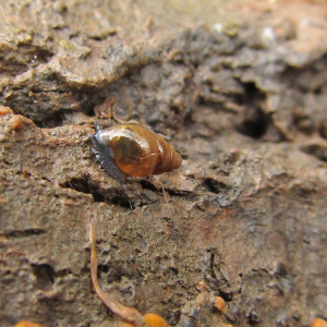 Slippery Snail