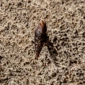 IMG_6507a-Door-Snail-Clausiliid