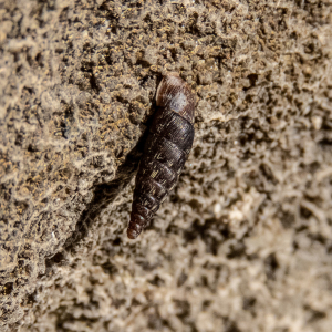 IMG_6508a-Door-Snail-Clausiliid