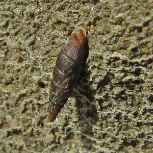IMG_6508b-Door-Snail-Clausiliid