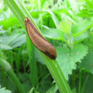 Durham Slug