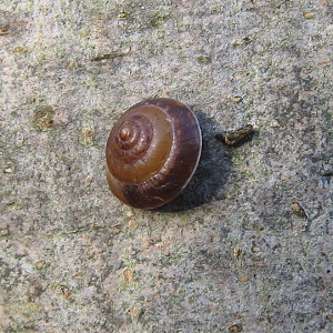 Girdled Snail