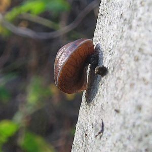 Girdled Snail