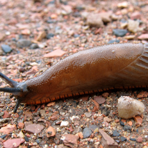 Black Slug