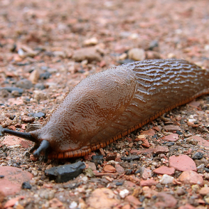 Black Slug