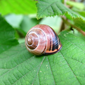 Brown-lipped Snail