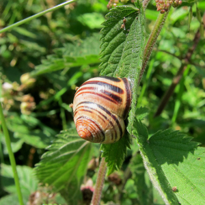 Brown-lipped Snail