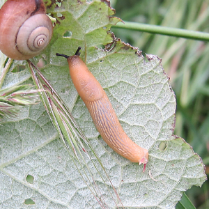 Black Slug