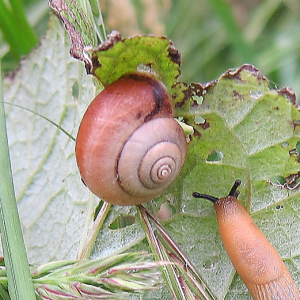 Kentish Snail