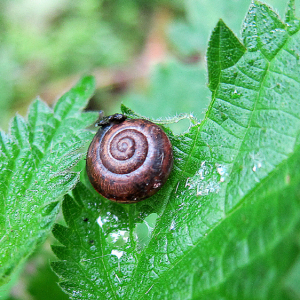 Snail