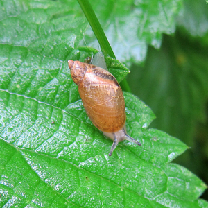 Amber Snail