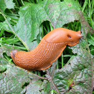 Black Slug