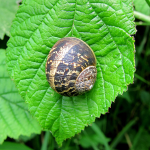 Garden Snail