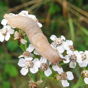 Netted Slug