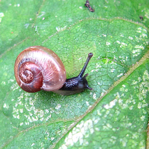 Snail