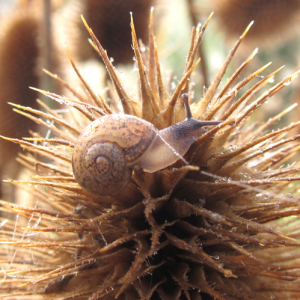 Snail