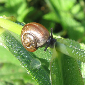 Snail