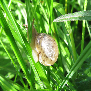 Snail