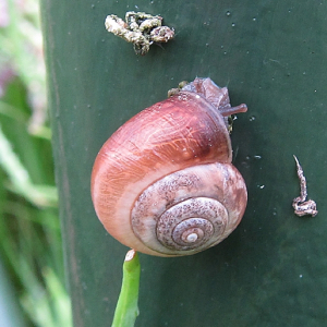 Kentish Snail