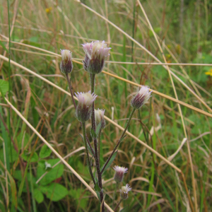 Blue Fleabane