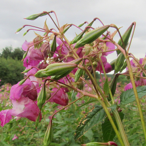 Himalayan Balsam