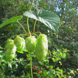 Hop
