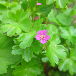 Shining Cranesbill