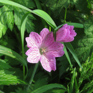 Druce's Cranesbill