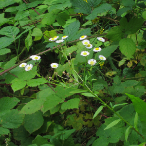 Tall Fleabane