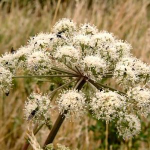 Angelica
