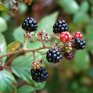 Bramble