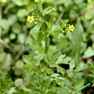 Celery-leaved Buttercup