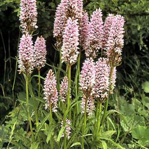 Common Spotted Orchid