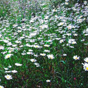 Ox-eye Daisies