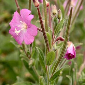 Great Willowherb