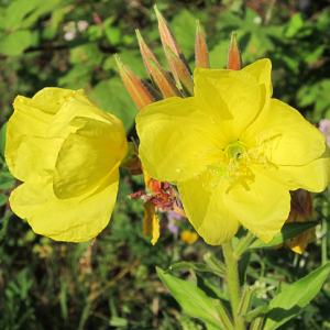Evening Primrose