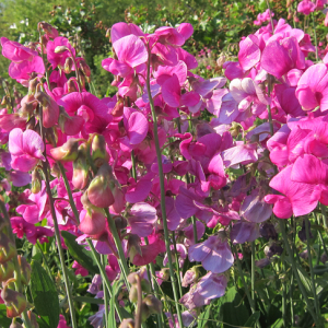 Broad-leaved Everlasting Pea