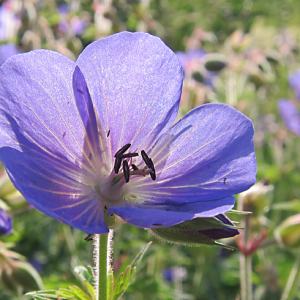 Meadow Cranesbill