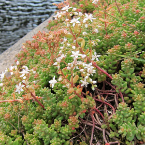 White Stonecrop