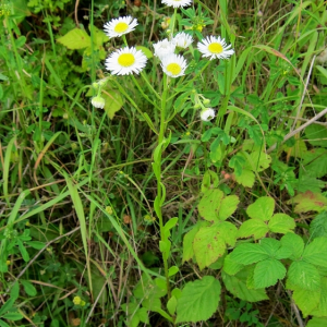 Tall Fleabane