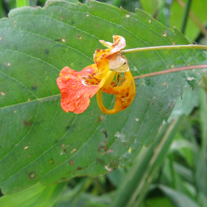 Orange Balsam