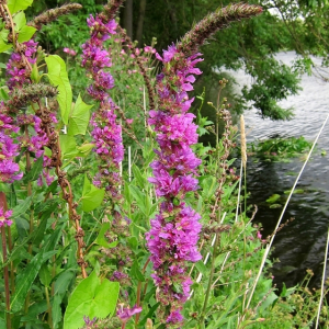 Purple Loosestrife
