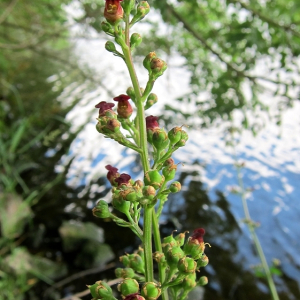 Water Figwort