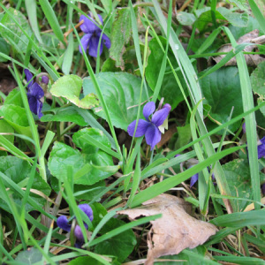 Sweet Violet
