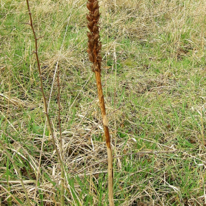 Southern Marsh Orchid seed head