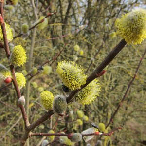 Goat Willow
