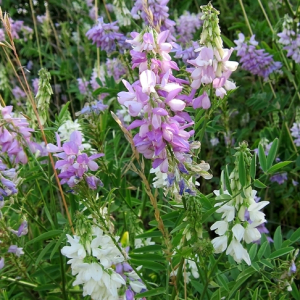 Goats Rue
