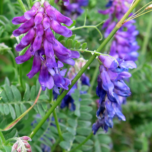 Tufted Vetch