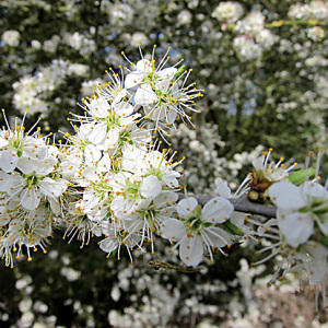 Blackthorn