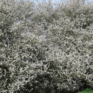 Blackthorn